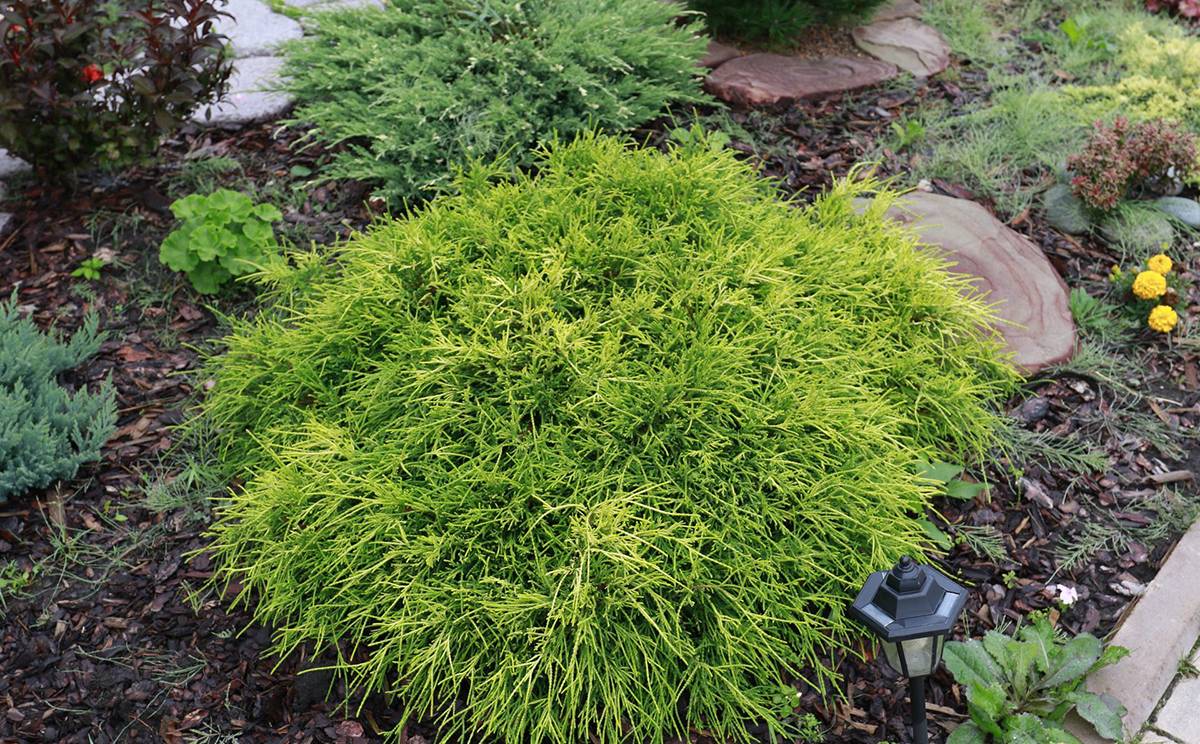 Chamaecyparis (кипарисовик) семейство кипарисовых (cupressaceae)