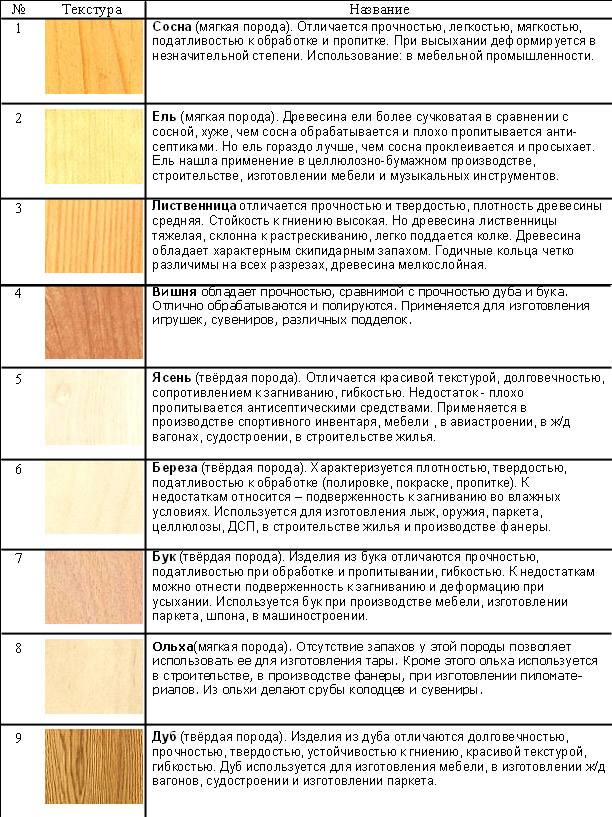 Нюансы выращивания пихты на даче: инструкция для новичков