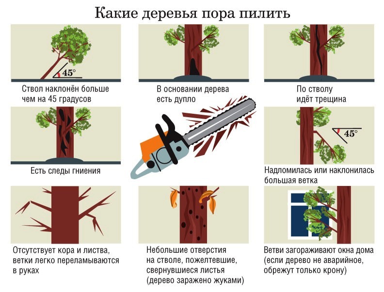 Дерево соседа замахнулось на ваш участок: можно пилить или нет?