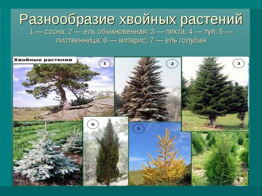 Сосна интересные факты - цветочки - медиаплатформа миртесен