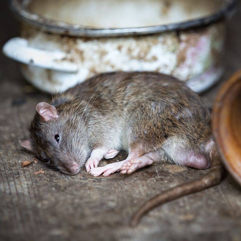 Средство от мышей в доме от которого они уходят навсегда: самые эффективные препараты