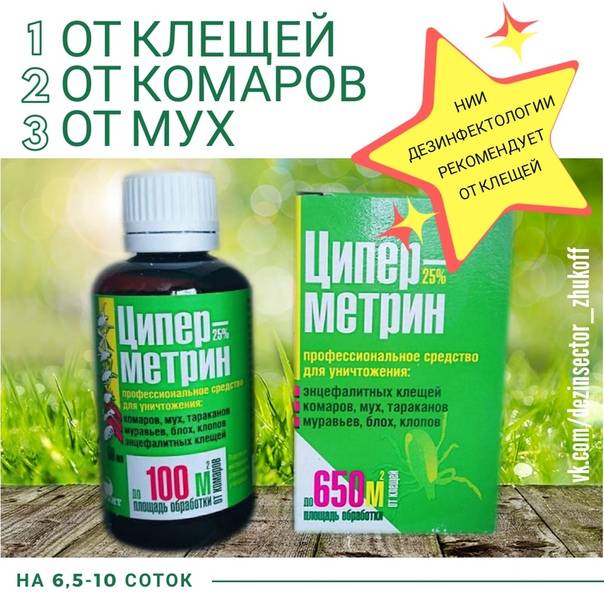 14 растений, отпугивающих комаров и других назойливых насекомых :: инфониак