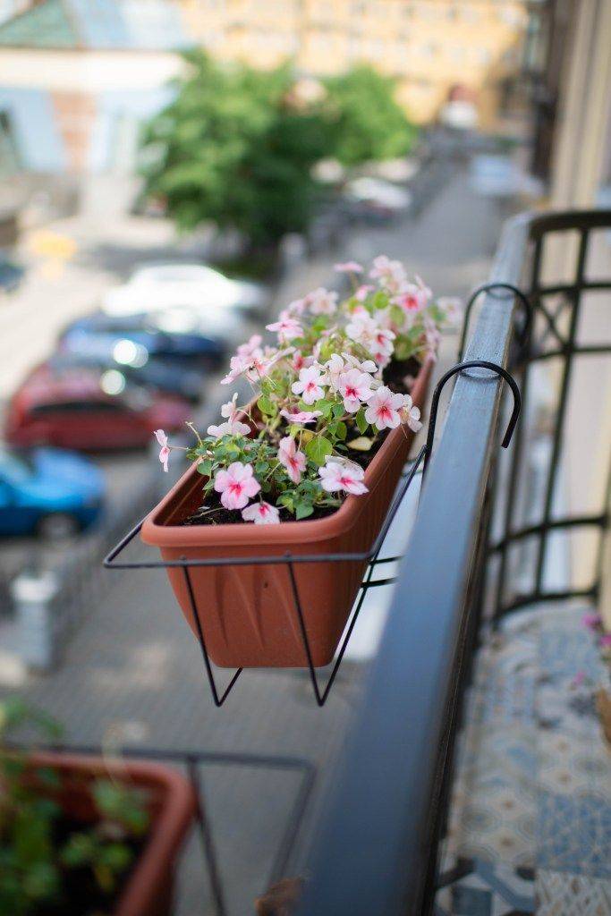 Цветы на балконе: обзор лучших видов цветущих все лето! 75 фото вариантов!