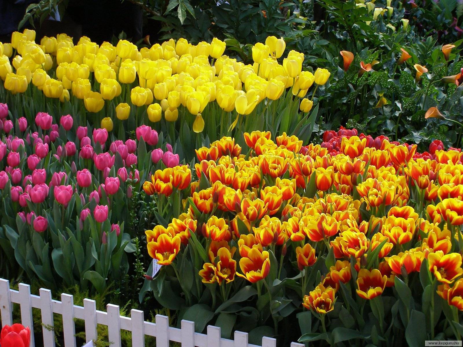 Цветы для посадки на клумбе весной, с фото и описанием