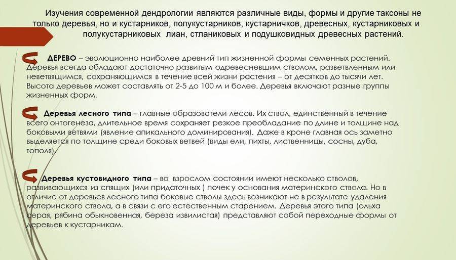 Дендрологический план участка для ландшафтного дизайна