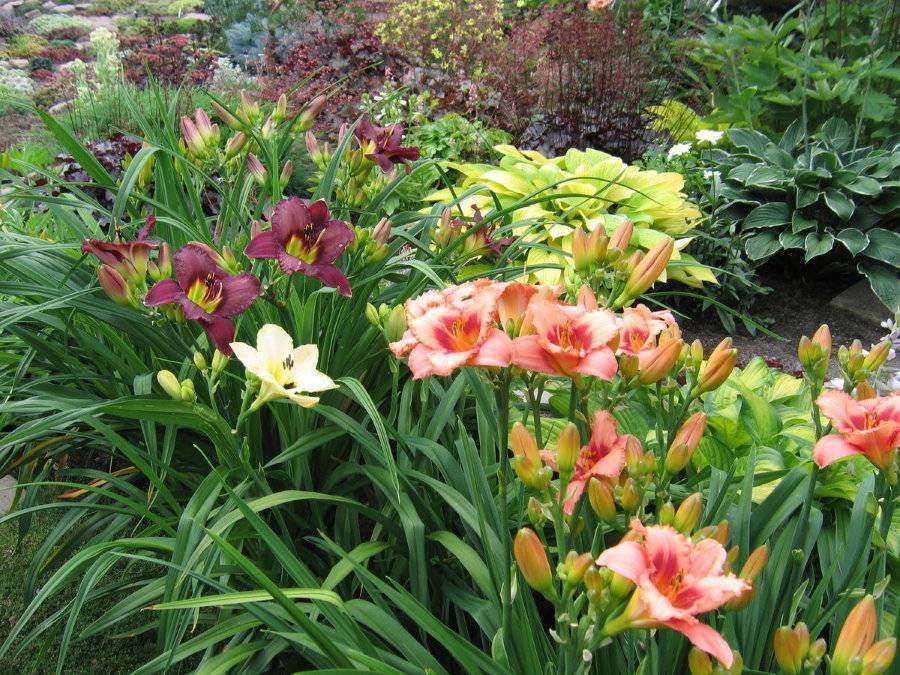 Лилейники в дизайне сада: сорта растения и их описание, использование в ландшафтном дизайне, достоинства и сочетание с другими растениями