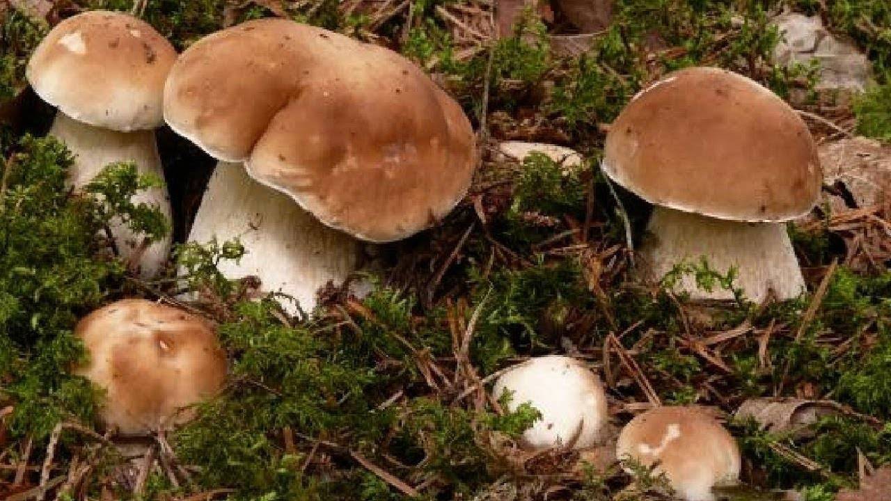 Выращивание грибов в домашних условиях: способы посадки, уход