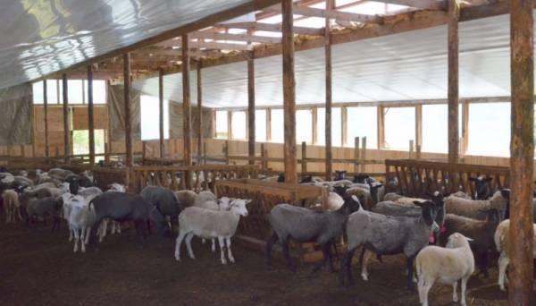 Овчарня для овец своими руками: инструкция, фото и видео