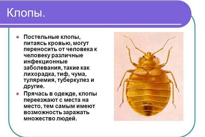 Что делать, когда клопы в доме? Откуда они берутся и как избавиться навсегда в домашних условиях: Советы и устранение