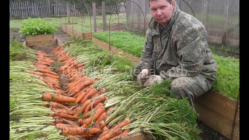 Огород для «ленивых»: принципы и правила организации умных грядок + выбор растений и уход за ними, отзывы дачников
