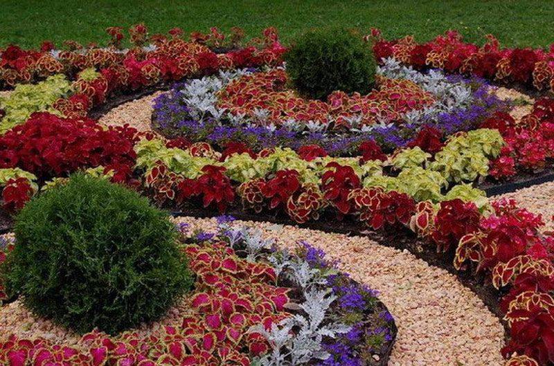 Колеус: описание, выращивание, посадка, уход (фото) +отзывы