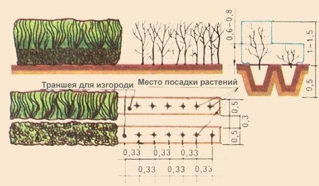 Живая изгородь из боярышника