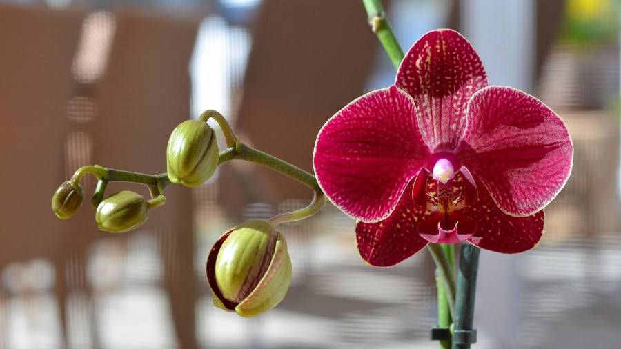 7 советов по основам ухода за орхидеями для новичка. фото — ботаничка.ru