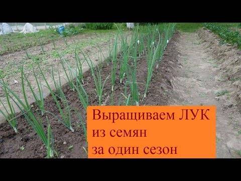 Выращивание лука из семян через рассаду. мой сад.: группа практикум садовода и огородника