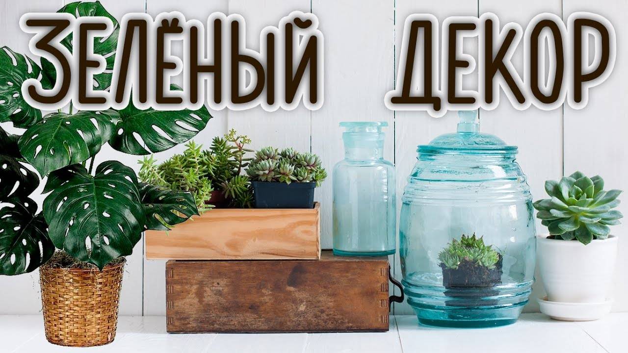 Комнатные растения для гостиной | топ-15 живых украшений с пользой для здоровья | (фото & видео)
