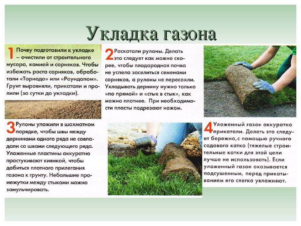 Как правильно посеять газонную траву: руководство по начальному этапу создания газона на даче.