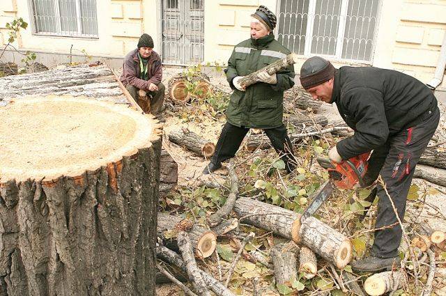 Каков штраф за спиленное дерево в лесу и в посадке, можно ли пилить и вывозить сухие, упавшие и поваленные, что будет с нарушителями закона?