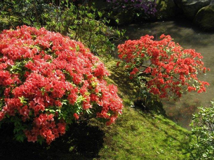Рододендрон: описание, посадка, уход | (80 фото)