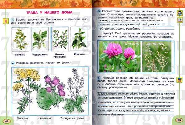 Растения весенних цветников: виды и названия
