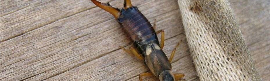 Двухвостка – вредитель и полезное насекомое