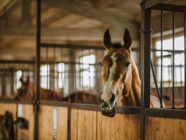 Стойло для лошади: как построить и правила оборудования, размеры и схемы