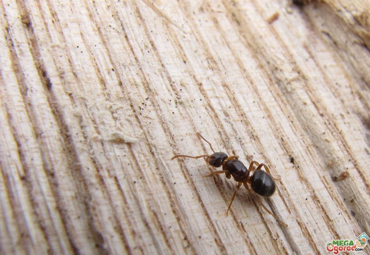 Черные муравьи появились. Фараоновые муравьи. Фараоновые муравьи Муравейник. Фараоновые муравьи колония. Маленький домашний муравей.