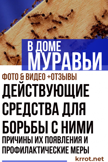 Причины появления муравьёв в частном доме и как от них избавиться