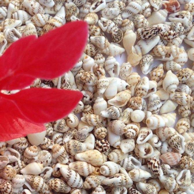 Поделки из природного материала: 115 фото оригинальных идей изготовленных своими руками