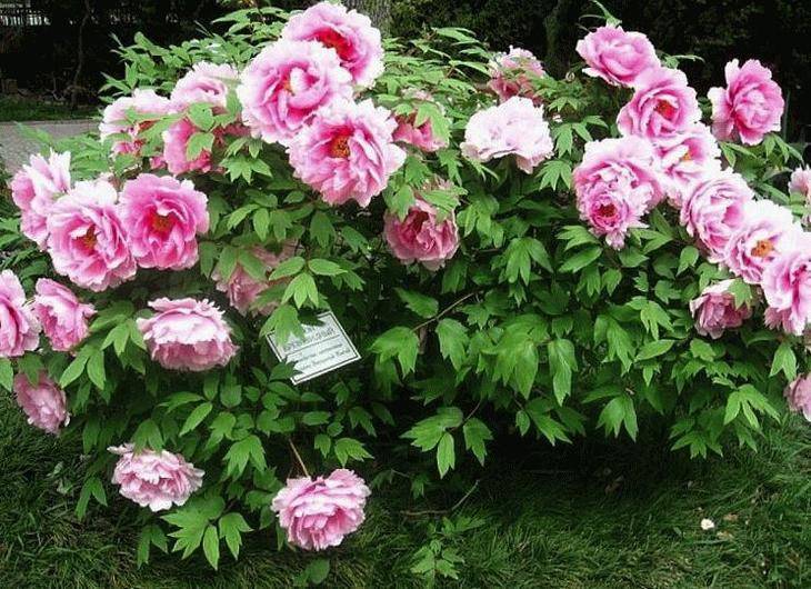 Древовидные пионы (70 фото): сорта, правильный уход и выращивание