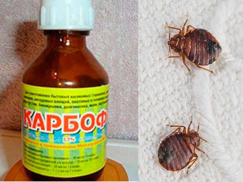 Чем травить клопов в квартире