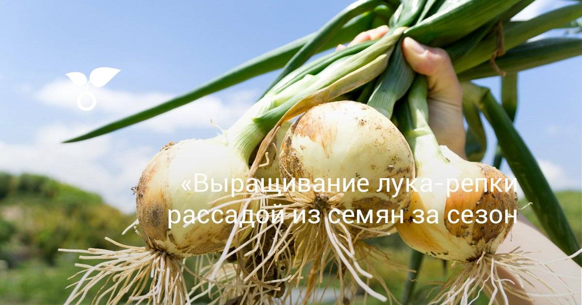 Как выращивать лук семенами: все о посадке и выращивании за один сезон