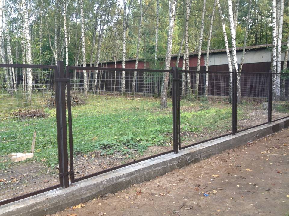 Вьющиеся растения для забора из сетки рабицы - огород, сад, балкон - медиаплатформа миртесен