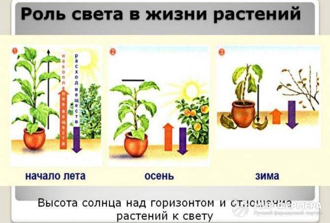 Освещение для цветов в квартире: как подобрать | 1posvetu.ru