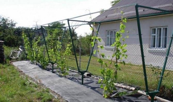 [инструкция] изготовление шпалеры для винограда