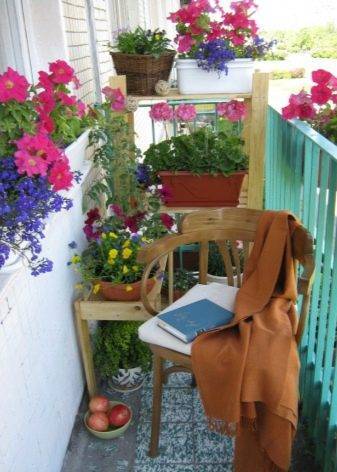 Цветы на балконе: фото лоджии и цветник комнатный, своими руками видео, клумбы и выращивание маргариток