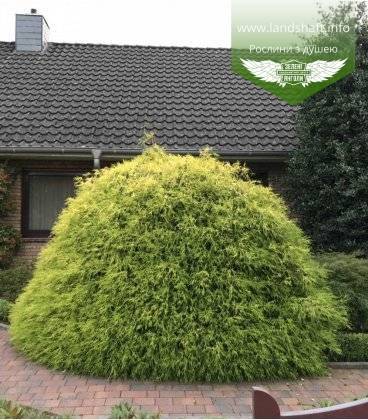 Кипарисовик горохоплодный (chamaecyparis pisifera)