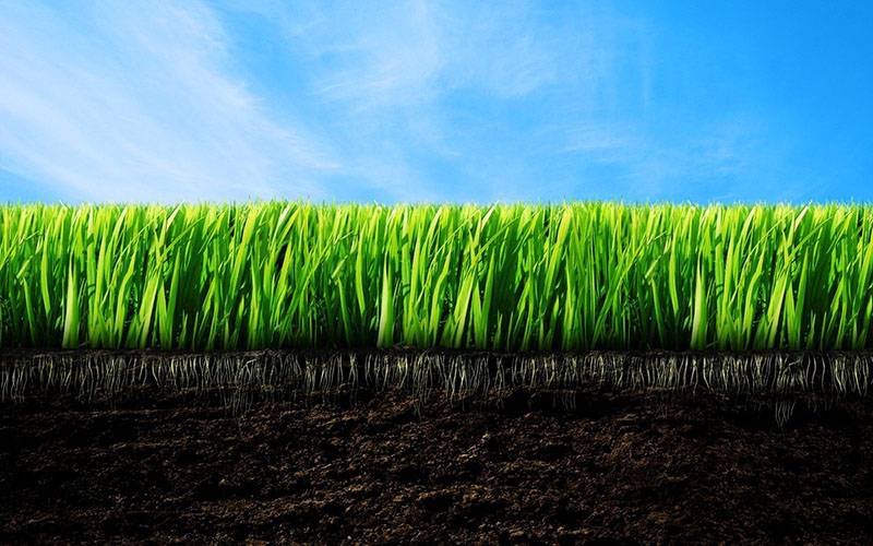 Жидкий газон на даче своими руками: технология гидропосева