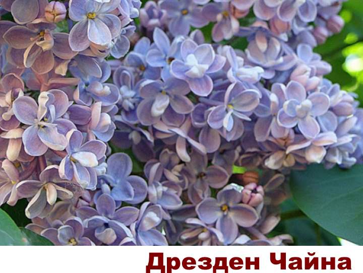 Живая многолетняя изгородь своими руками | 65+ фото
