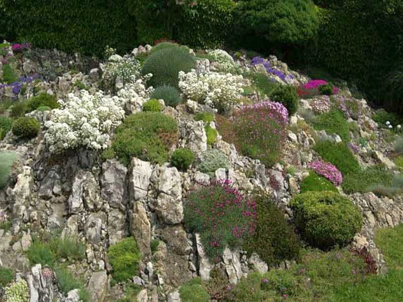 Альпинарий (альпийская горка) и рокарий в саду: фото видов альпийских горок и их устройство
