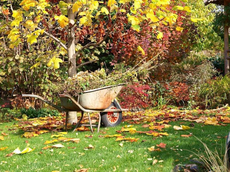 Работы в саду и огороде в октябре: перечень осенних хлопот на даче
работы в саду и огороде в октябре: перечень осенних хлопот на даче