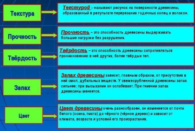 Пихта: выращивание, размножение, виды и сорта