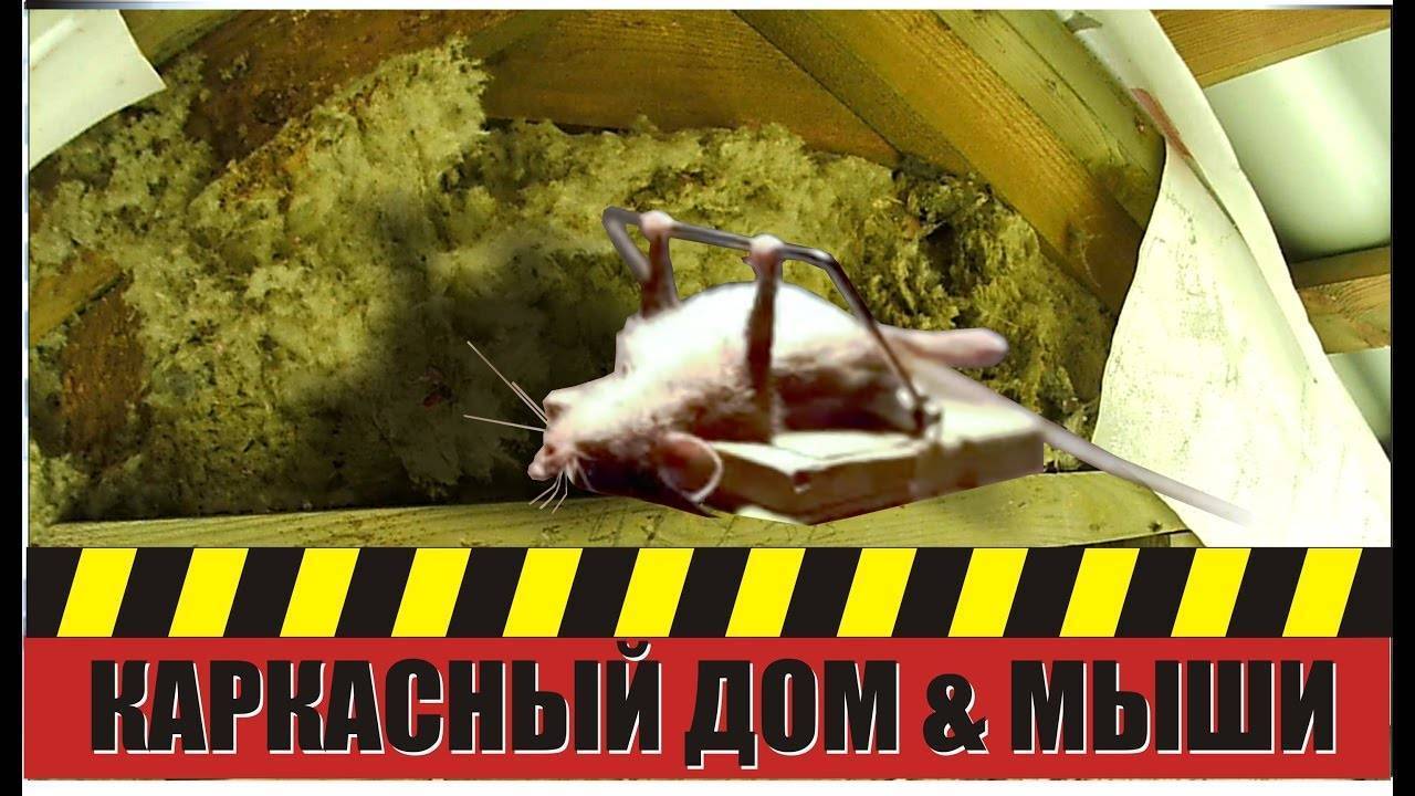 Какой утеплитель не будут грызть мыши и крысы