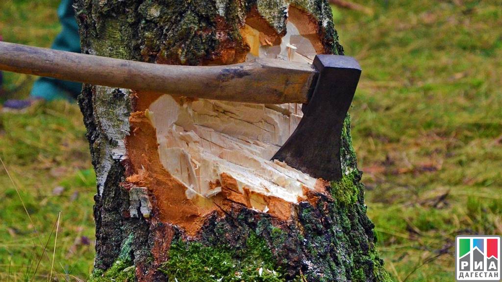 Незаконная вырубка леса – понятие, ответственность, штраф