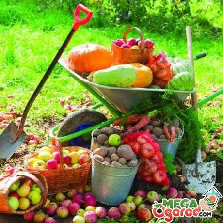 Осенние работы в саду и огороде на даче: уборка, подготовка растений к зиме, удобрение, полив, сбор урожая овощей, какие растения можно посадить