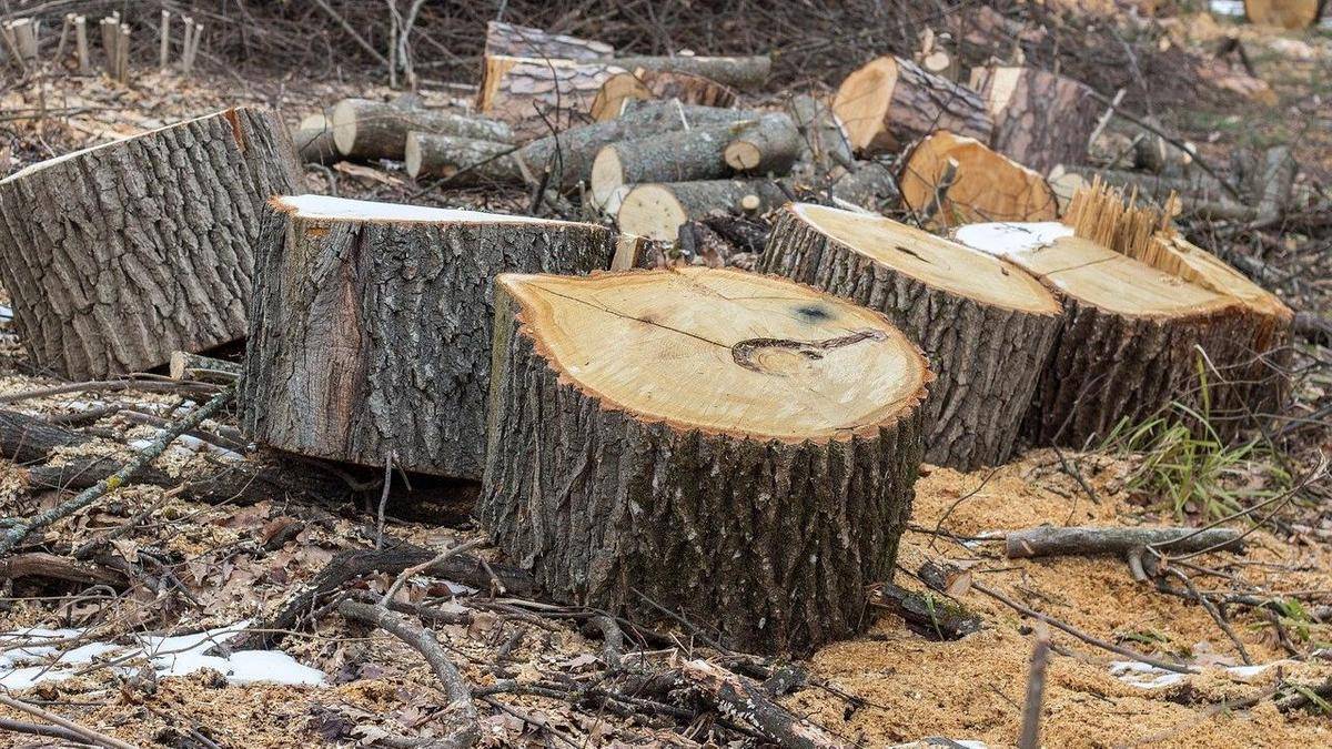 Какой штраф можно получить за спиливание дерева (в лесу, на участке, в городе)