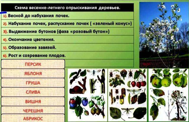 Обработка сада после цветения: чем опрыскивать растения для защиты от вредителей и болезней?