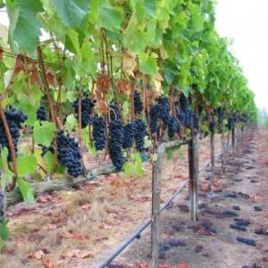Шпалера для винограда своими руками – инструкция по изготовлению
