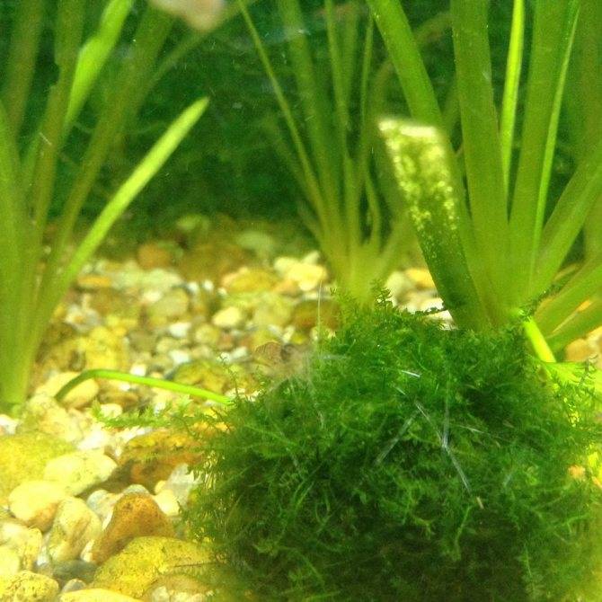 Как сделать аквариум своими руками - самостоятельное изготовление