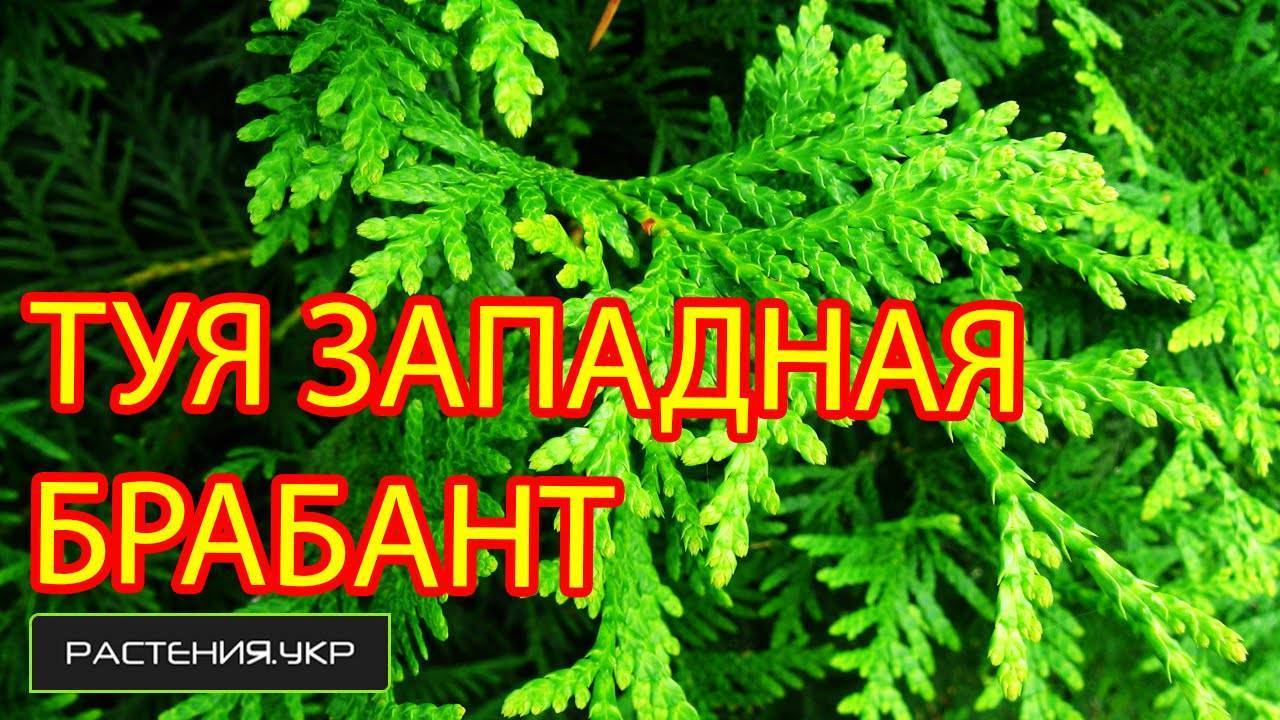 Туя западная: виды, особенности выращивания, уход