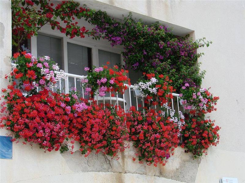 Сажаем цветы на балконе в ящиках | красивый дом и сад